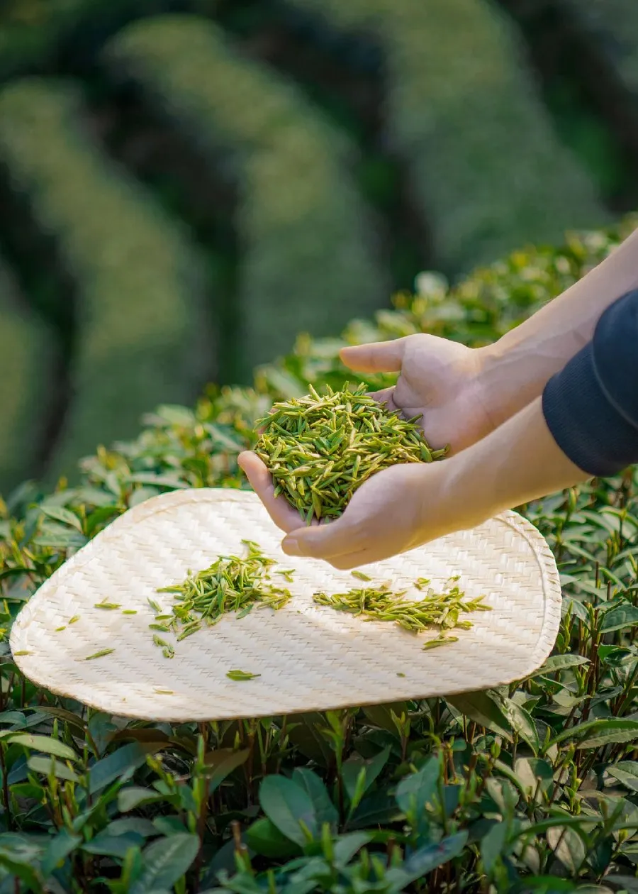Hands spreading freshly picked tea leaves on a bamboo tray in a tea garden