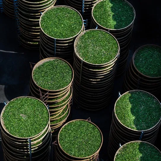 Stacked round bamboo trays of green tea leaves seen from above