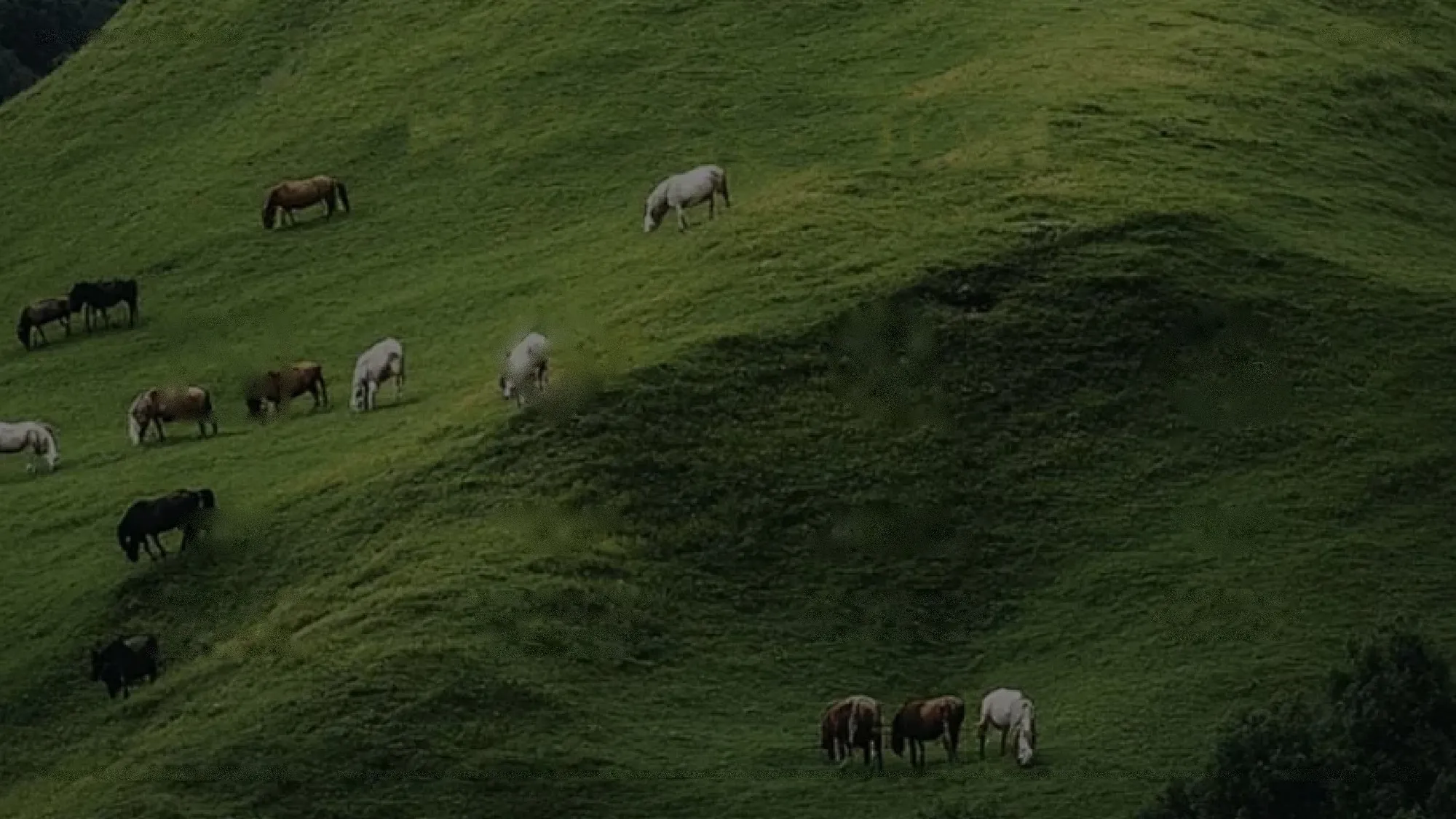 Horses grazing on a steep green hillside